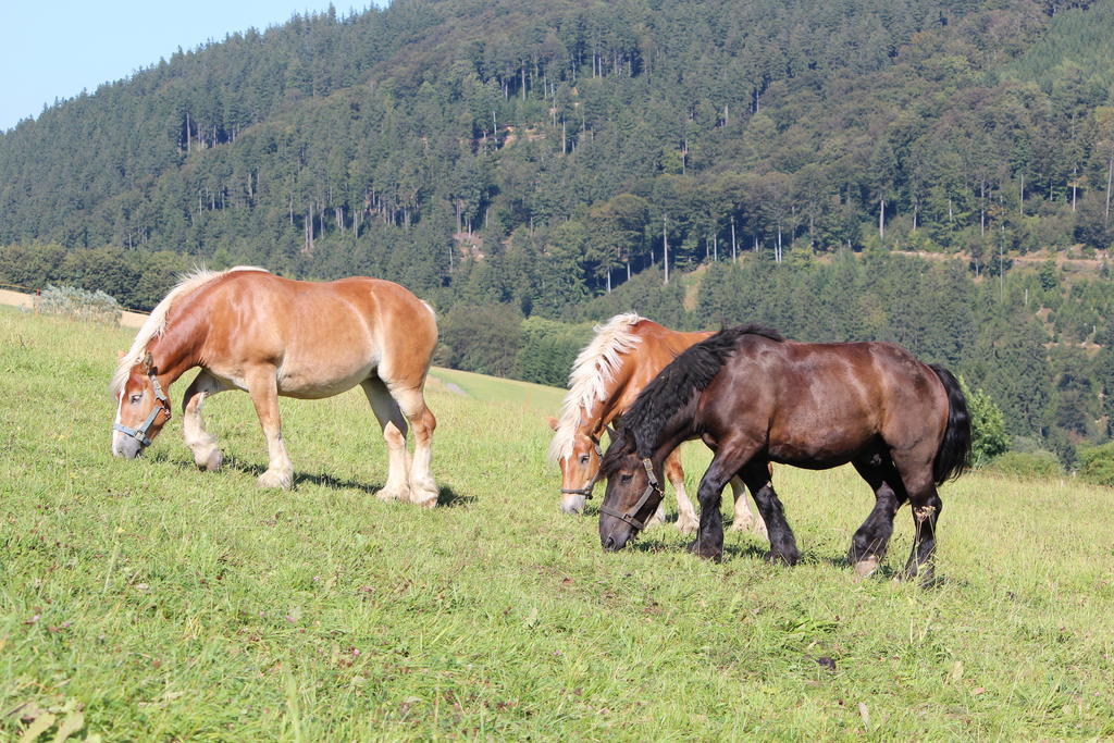 Ferienwohnung Emde Willingen  Esterno foto